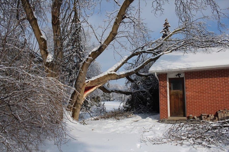 Tree or debris damage